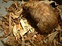 5.55- Le kiwi embleme de Nouvelle-Zelande